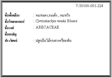 กล่องข้อความ: 7-50100-001-224 ชื่อพื้นเมือง : หมากแดง,กะแด็ง , หมากวิง ชื่อวิทยาศาสตร์ : Cyrtostachys renda Blume ชื่อวงศ์ : ARECACEAE ชื่อสามัญ ประโยชน์ : ปลูกเป็นไม้กระถางหรือลงดิน